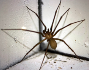Recluse