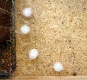 Recluse Eggs